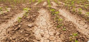 Proglašena elementarna nepogoda od suše i natprosječno visokih temperatura