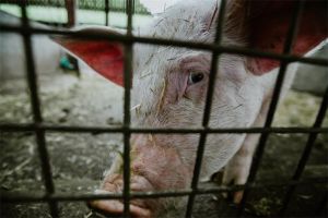 Obavijest uzgajivačima svinja o novoj Naredbi o afričkoj svinjskoj kugi